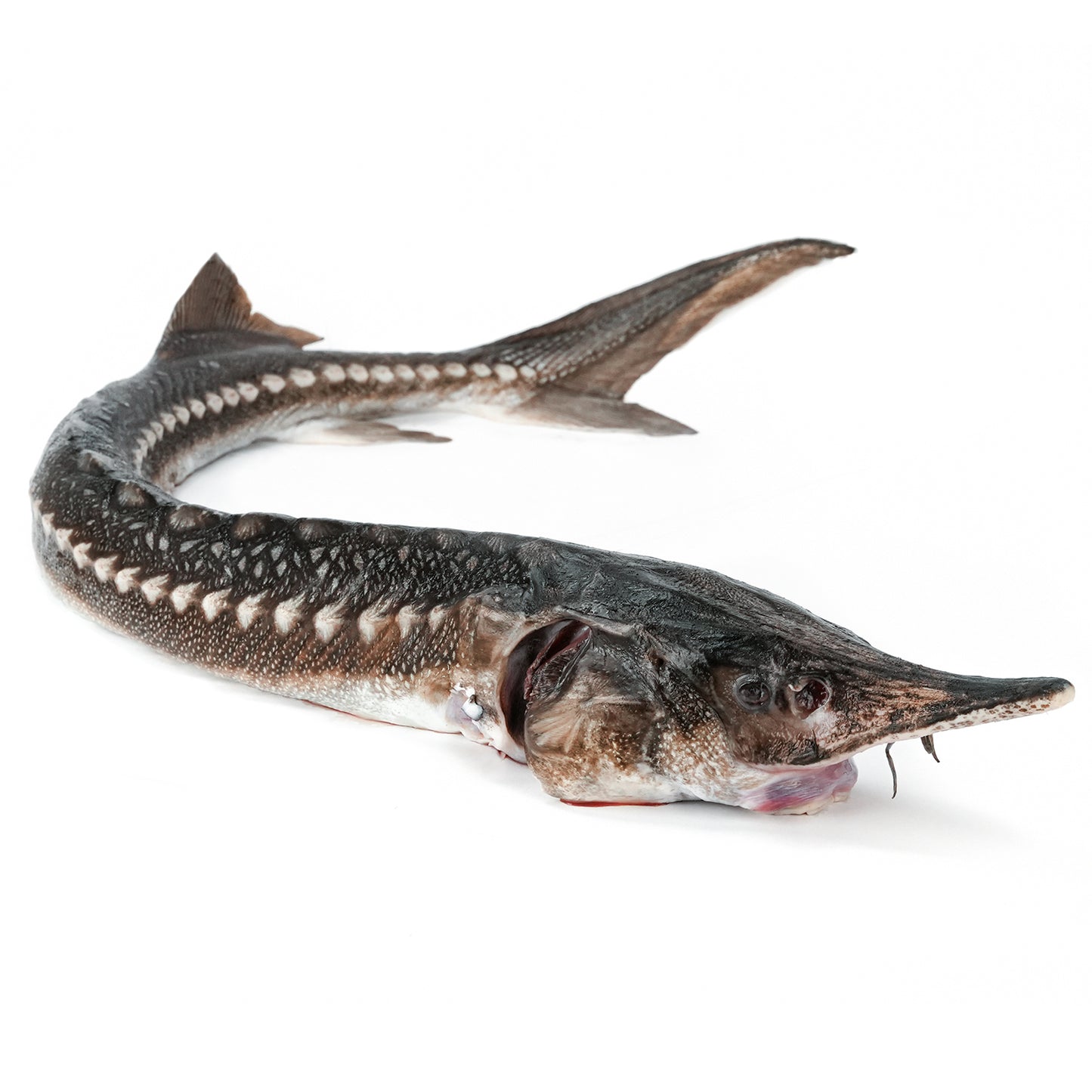 Trunchi de Sturion (NISETRU) decapitat eviscerat 5-8kg/buc Pret:450-720lei - Cochiliafood
