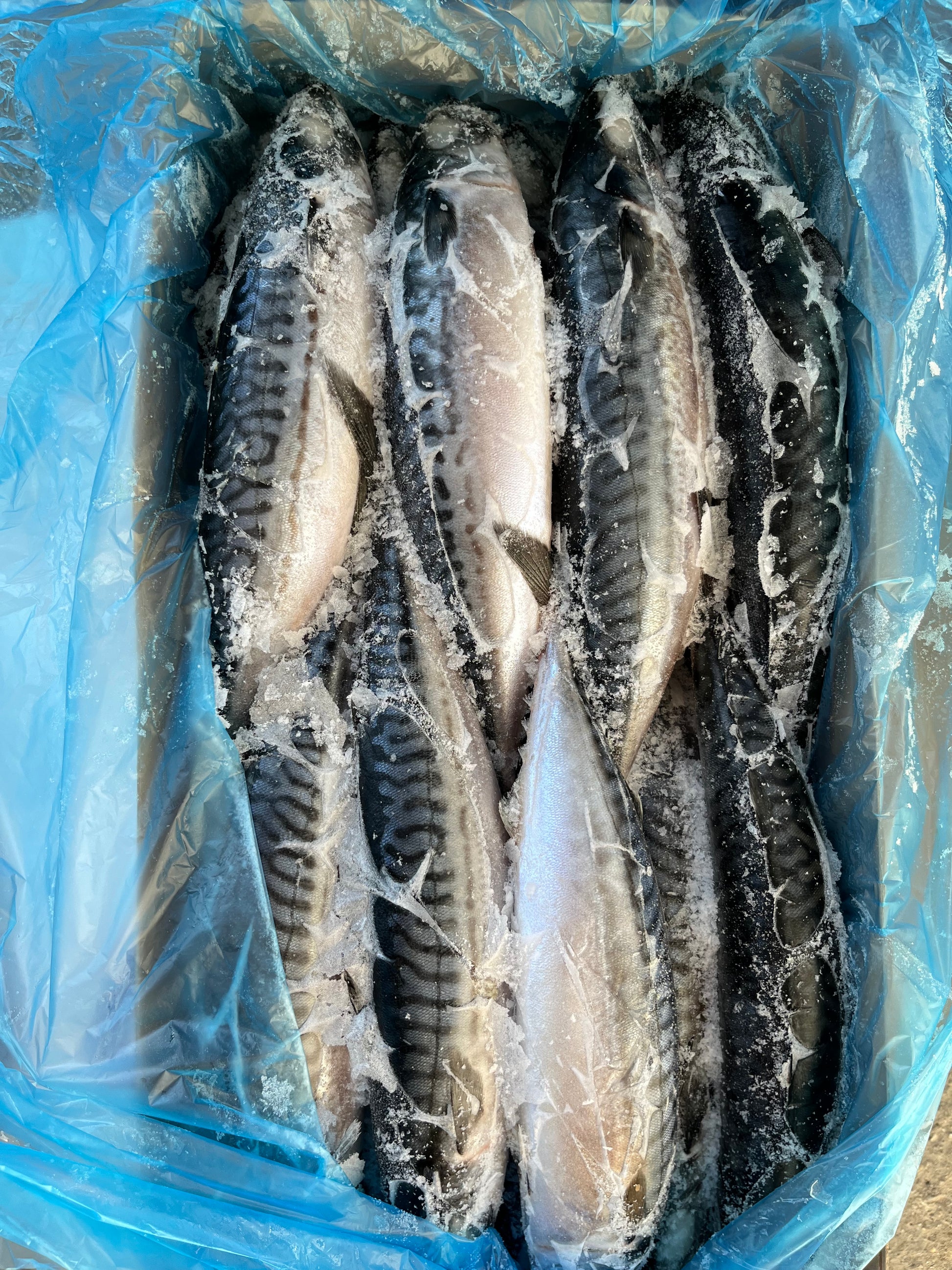 BAX/20kg Macrou Norvegia 600gr+/buc; 1kg-39lei - Cochiliafood