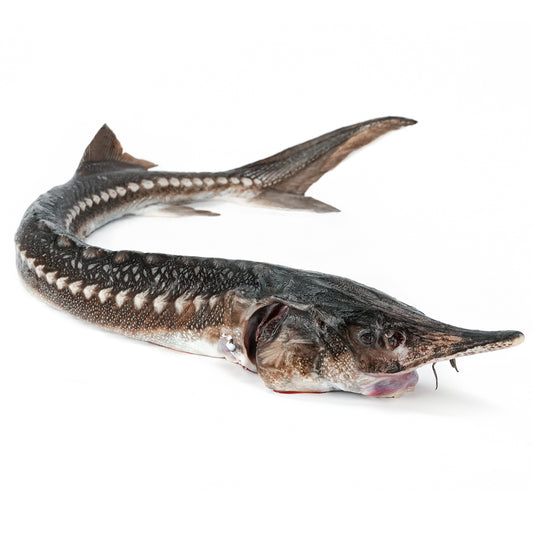 Trunchi de Sturion (NISETRU) decapitat eviscerat 5-8kg/buc Pret:450-720lei - Cochiliafood