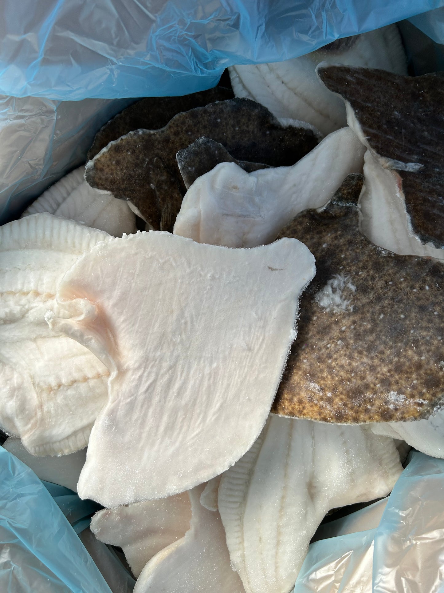 BAX/2.8kg File Calcan - Cochiliafood