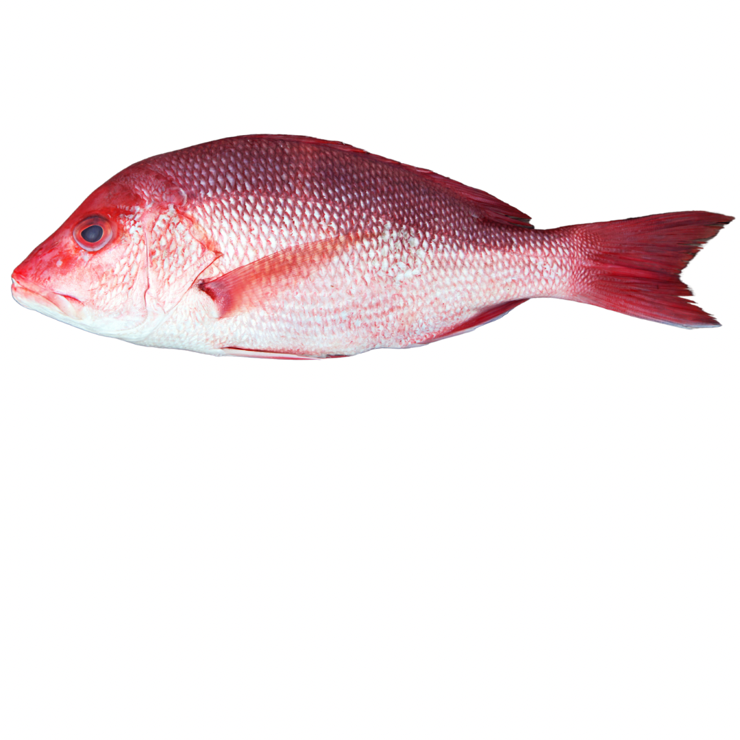 Dorada Aurie Salbatica(Red Snapper) 2-3kg/buc;Pret:160-240lei - Cochiliafood