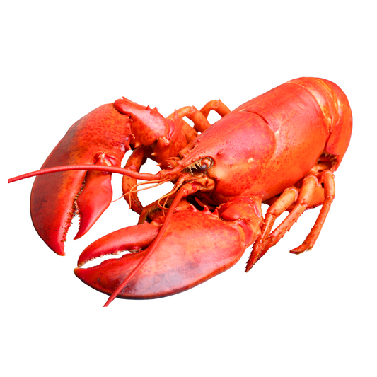 Homar Canada 600gr - Cochiliafood
