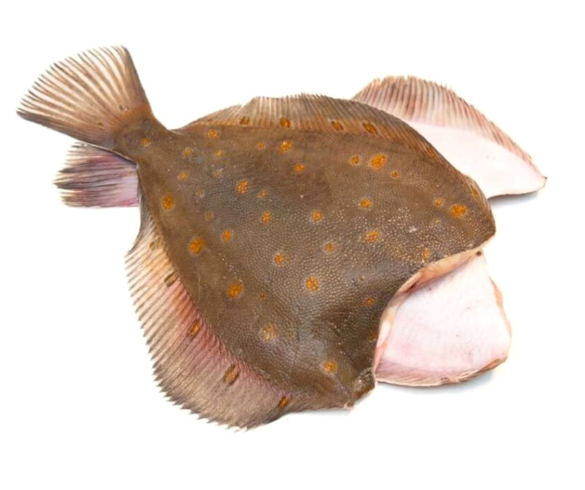 Cambula Decapitata si Eviscerata 400-500gr/buc - Cochiliafood