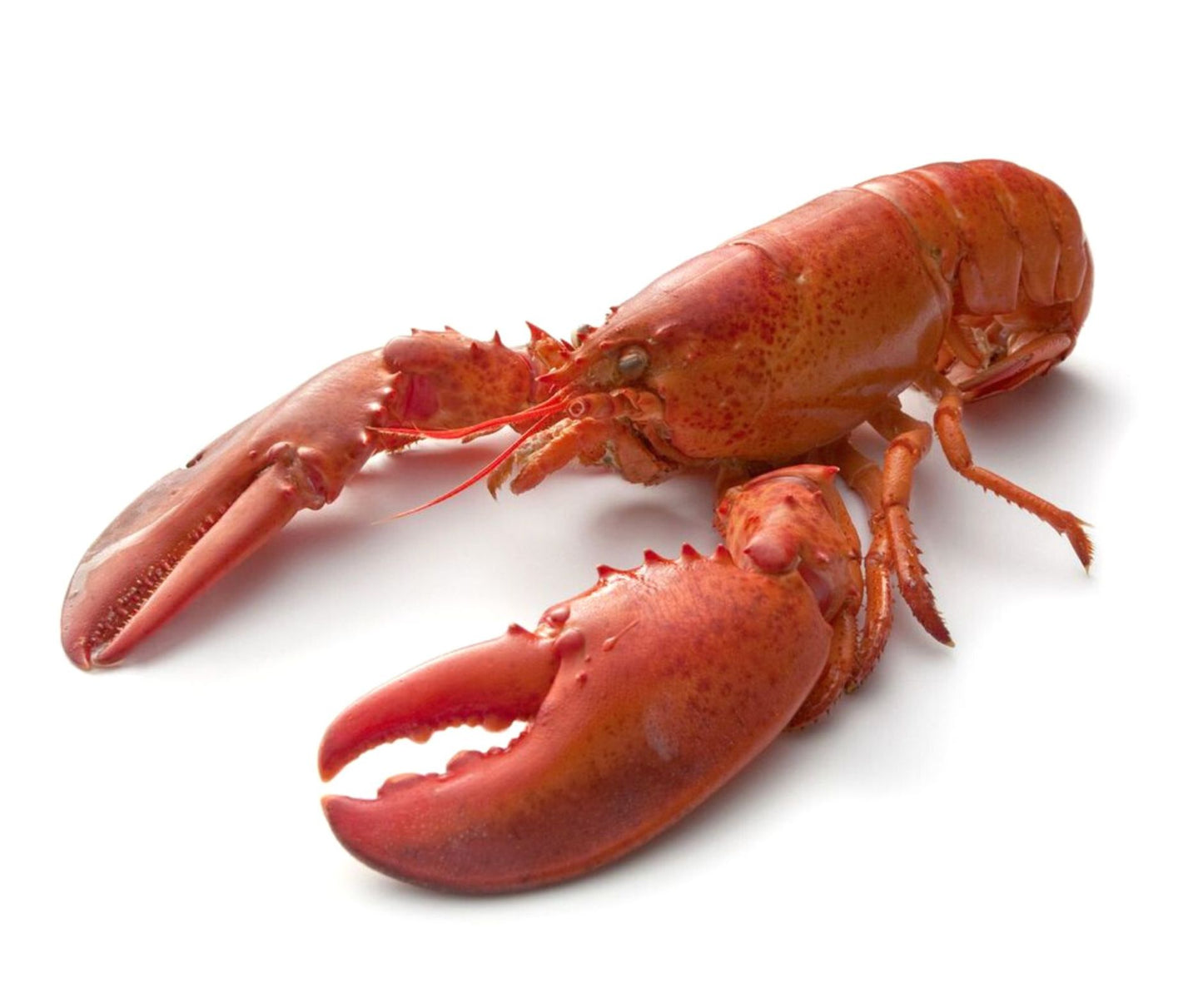 Homar 375gr - Cochiliafood