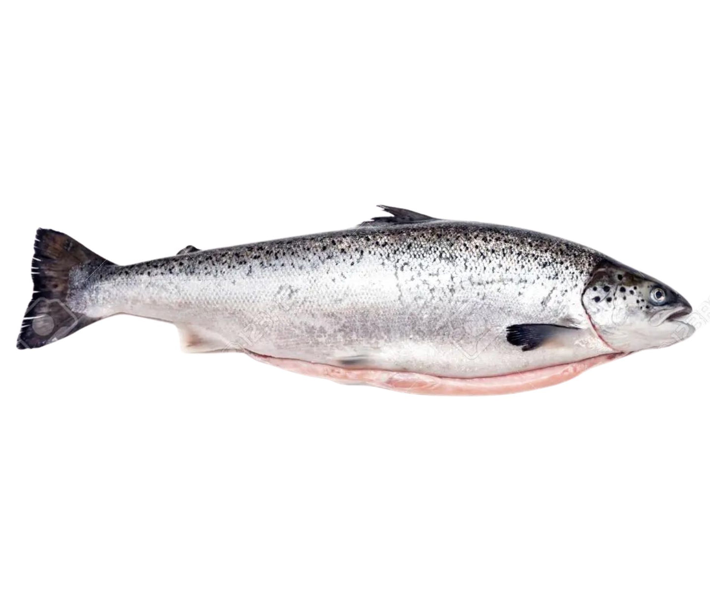 Somon Eviscerat 2-3kg/buc; Pret: 120-180lei - Cochiliafood