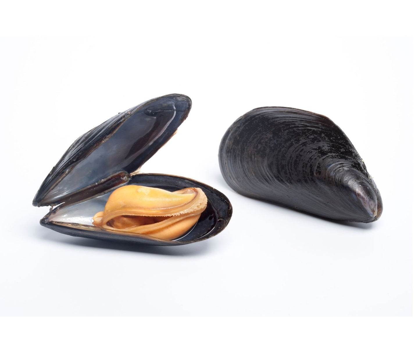 Scoici Negre 1 kg - Cochilia