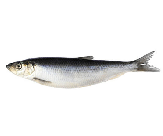 BAX/10kg BABY HERING IQF 11lei-1kg - Cochiliafood