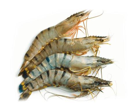 Creveti Black Tiger Intregi 8-12buc/kg - Cochilia