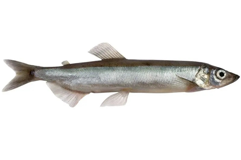 BAX/20kg CAPELIN PELAGIC 13lei-1kg - Cochiliafood