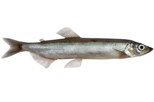 BAX/20kg CAPELIN PELAGIC 13lei-1kg - Cochiliafood