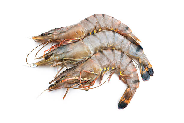 Creveti Black Tiger Jumbo 6/8pcs/kg - Cochilia
