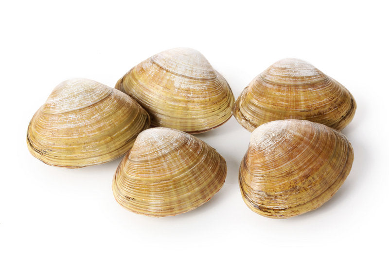Vongole 1kg - Cochilia